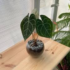 أشجار ونباتات الرياض