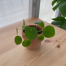 أشجار ونباتات الرياض