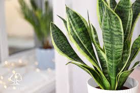 أشجار ونباتات القصيم