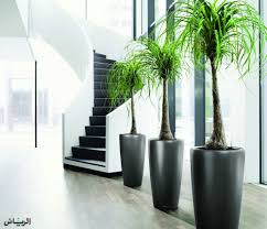 أشجار ونباتات الرياض