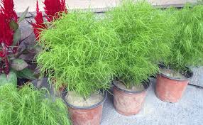 أشجار ونباتات الرياض