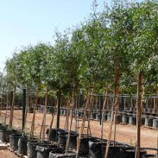 أشجار ونباتات الرياض